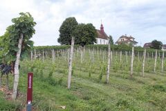 2013_Weinbau-Mariazell16